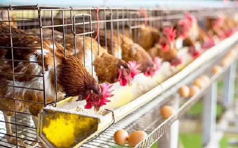 Lồng nuôi gà đẻ trứng công nghiệp